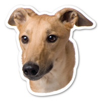 Greyhound Dog Magnet