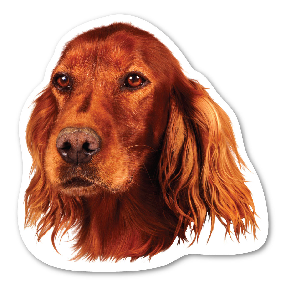 Irish Setter Paw Magnetic Note Pad dog Mother's Father's Day NEW 