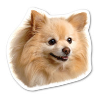 Pomeranian Dog Magnet