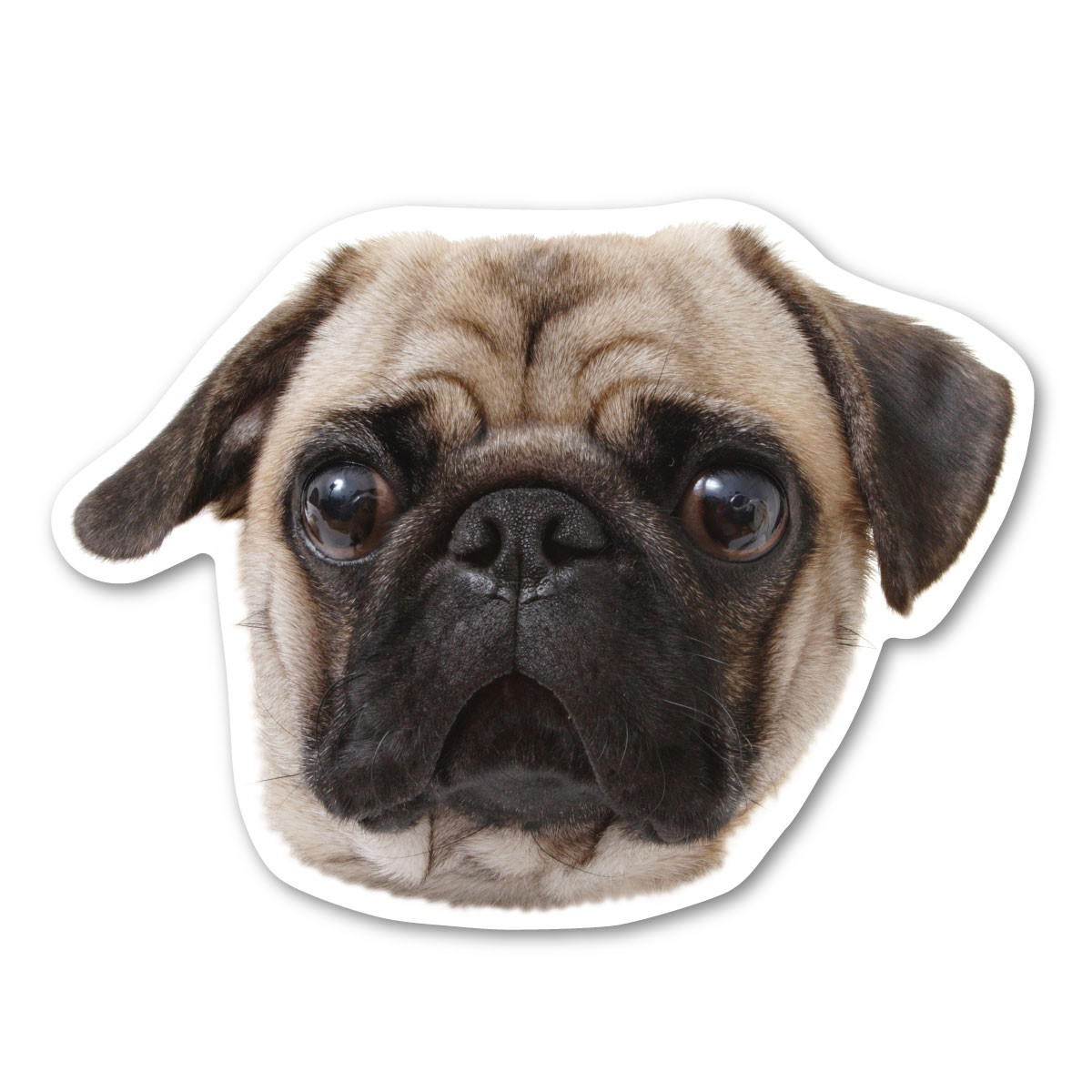 Pug Dog Magnet | Magnet America