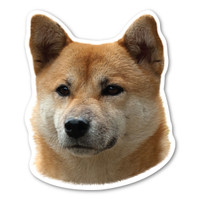 Shiba Inu Dog Magnet