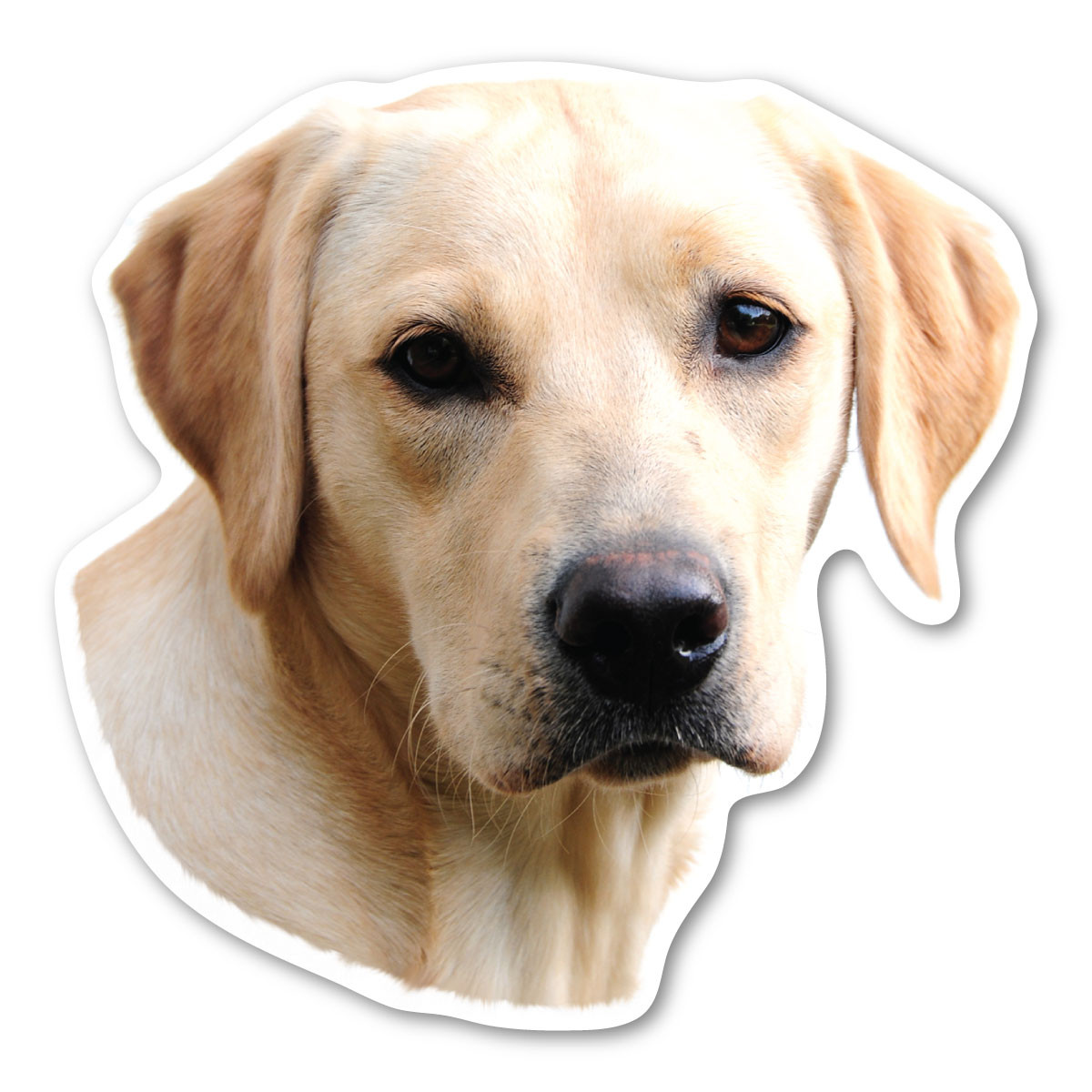 Yellow Lab Puppy Vinyl Magnetic Mailbox Cover  Made in the USA 