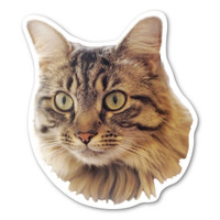 Maine Coon Cat Magnet