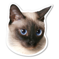 Siamese Cat Magnet
