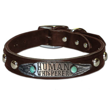  “Human Whisperer” Custom Made Dog Collar shown on black studded leather