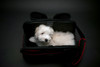 Red Sleepypod Atom Airline Approved Pet Carrier with a happy resident