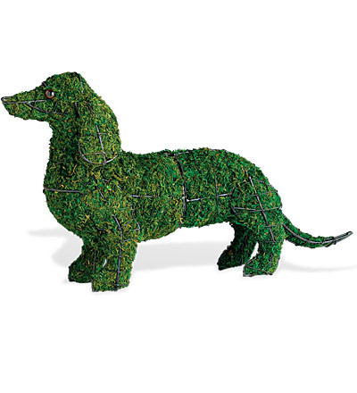 Dachshund Mossed Topiary Dog