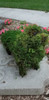 Dachshund mossed topiary dog decorated by customer Sandy in irish moss