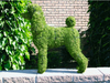 Miniature Poodle Mossed Topiary Dog