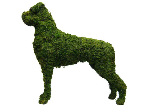 Boxer Mossed Frame Topiary Dog