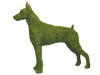 Doberman Mossed Frame Topiary Dog
