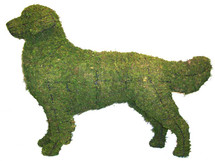 Golden Retriever Mossed Frame Topiary Dog