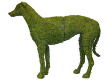 Greyhound Mossed Frame Topiary Dog