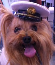 Captain's Dog Hat