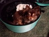 Kayla loves her Robin Egg Blue Sleepypod Pet Bed Carrier