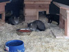 Outdoor feral cat shelter house in use by grateful residents