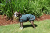 Hunter Green Sherpa Lined dog jacket shown on our model, Sparty