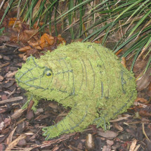 Mossed Frog Topiary