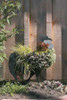 Mossed Metal Rooster Topiary Garden Sculpture is stunning when planted with grasses and succulents (plants NOT included)
