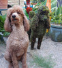 Our mossed poodle topiary was photo bombed by the customer's resident poodle.