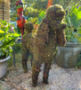 Mossed poodle topiary took residence in our customers garden.