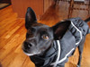  Chillybuddy Winter Dog Coat Jacket is waterproof and windproof.