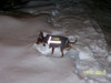  Chillybuddy Winter Dog Coat Jacket features a reflective strip for night visibility.