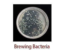 Brewing Bacteria
