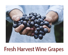 Fresh Harvest Wine Grapes (Seasonal)