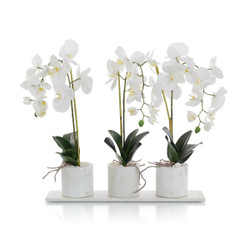 Marble Orchids - 3 Orchids