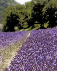 Art Classics Lavender Path
