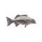 Phillips Collection Coral Trout Fish, Silver Leaf