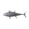 Phillips Collection Bluefin Tuna Fish, Polished Aluminum