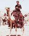 This is an image of 244597 Omar Sharif Photograph & Poster