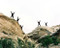 This is an image of 271744 Planet of the Apes Photograph & Poster
