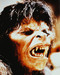 This is an image of 214363 American Werewolf in London Photograph & Poster