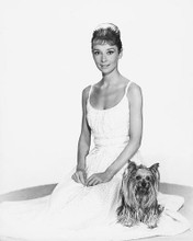 This is an image of 169936 Audrey Hepburn Photograph & Poster