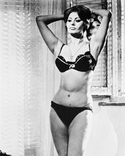 This is an image of 170613 Sophia Loren Photograph & Poster