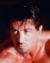 This is an image of 257441 Sylvester Stallone Photograph & Poster