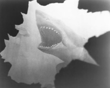 This is an image of 177952 Jaws Photograph & Poster