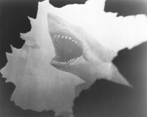 This is an image of 177952 Jaws Photograph & Poster