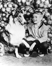 This is an image of 179702 Lassie Photograph & Poster