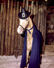 This is an image of 267453 Mr.Ed Photograph & Poster