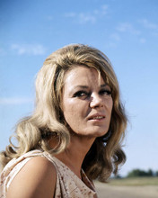 This is an image of Photograph & Poster of Sheree North 291172