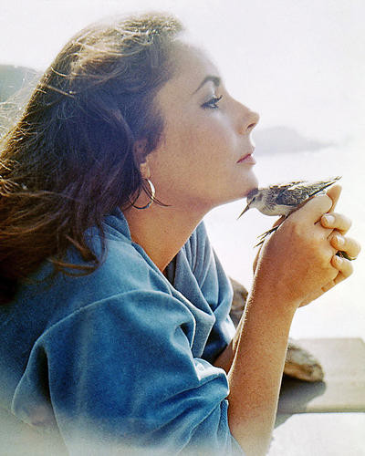 This is an image of Photograph & Poster of Elizabeth Taylor 291270
