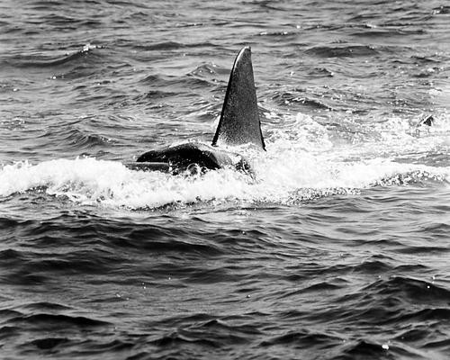 This is an image of Photograph & Poster of Jaws 199556