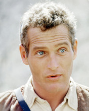 This is an image of Photograph & Poster of Paul Newman 293225