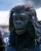 This is an image of Photograph & Poster of Planet of the Apes 293819