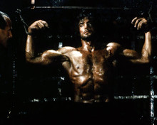 This is an image of Premium Photograph & Poster of Sylvester Stallone 296649