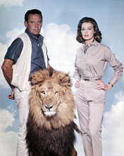 This is an image of Photograph & Poster of The Lion 296702